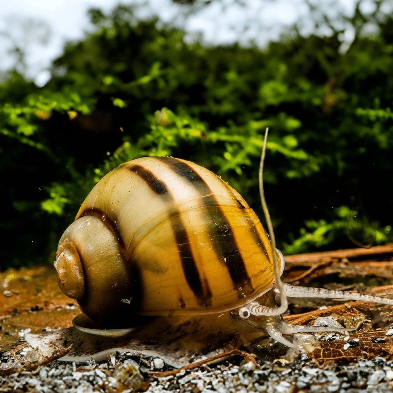 Spixisnäcka (Asolene spixi)