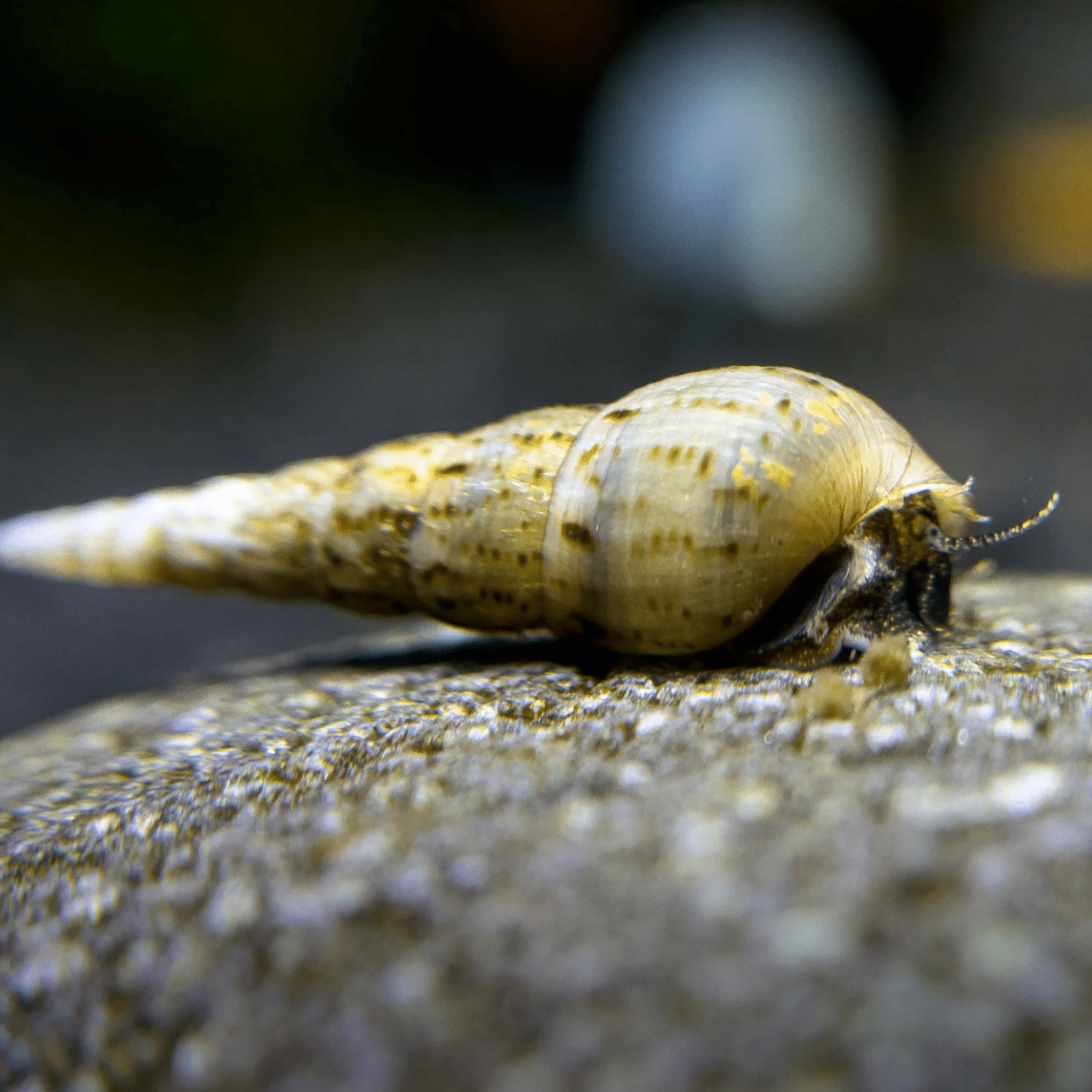 Malaysisk sandsnäcka (Melanoides tuberculata) - 5 pack