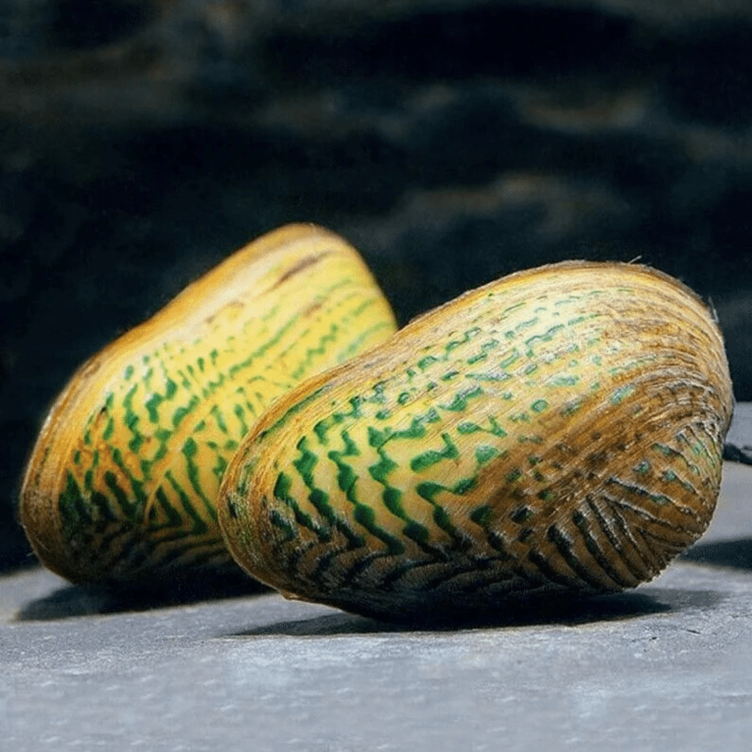 Avokadomussla / Prydnadsmussla (Scabies crispata)