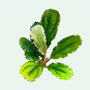 Bucephalandra ‘Super Emerald’ - Signature Collection