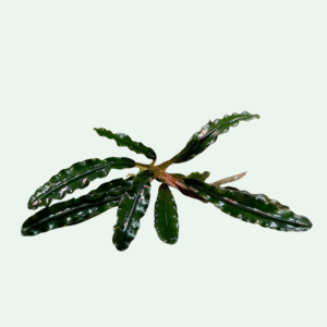 Bucephalandra ‘Super Velvet’ - Signature Collection