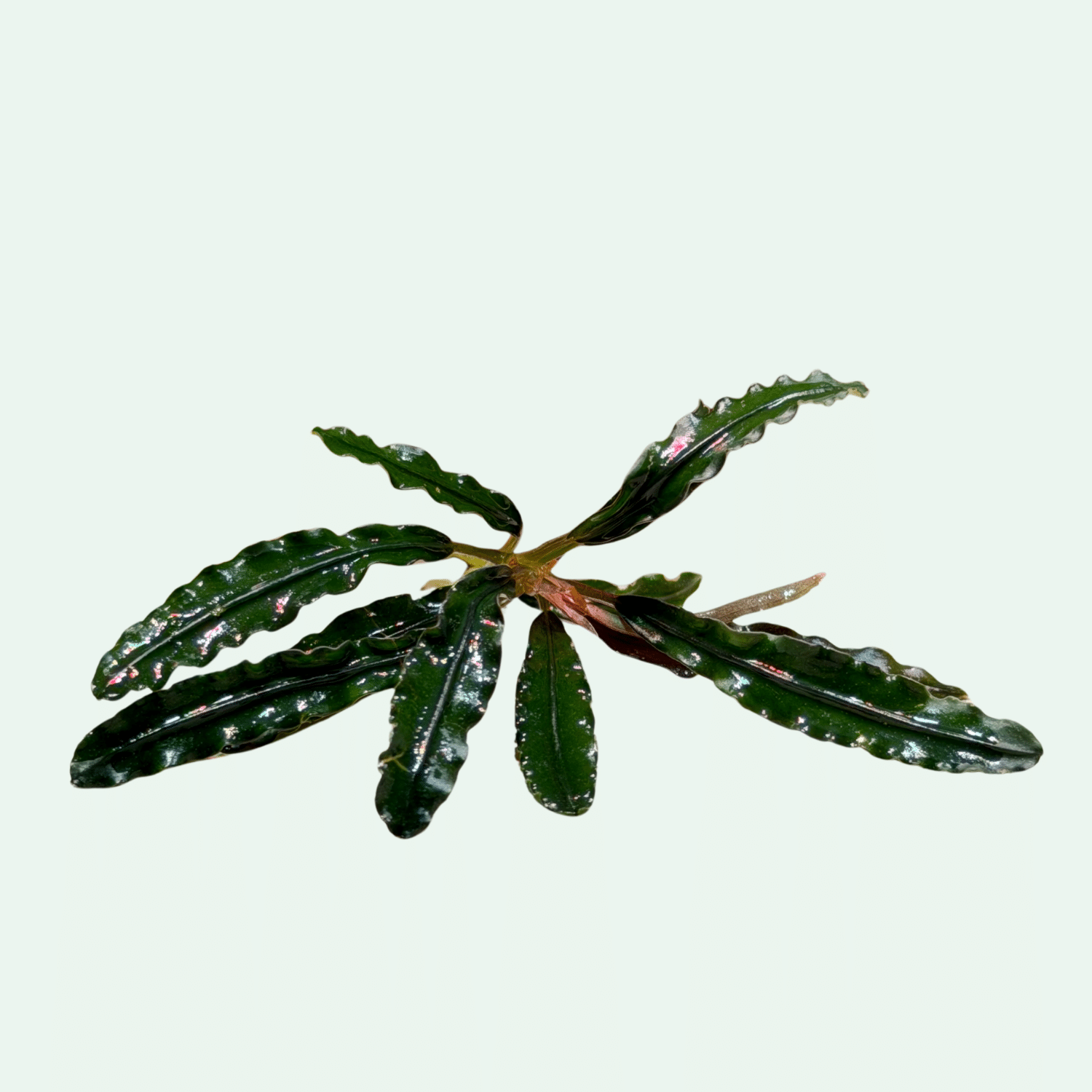 Bucephalandra ‘Super Velvet’ - Signature Collection