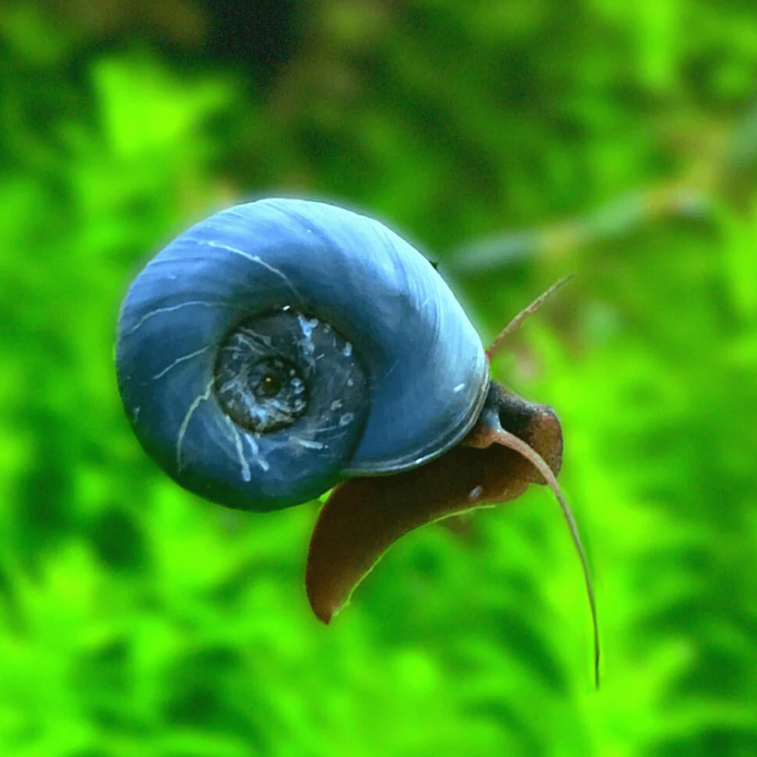 Blå Posthornssnäcka (Planorbella duryi)