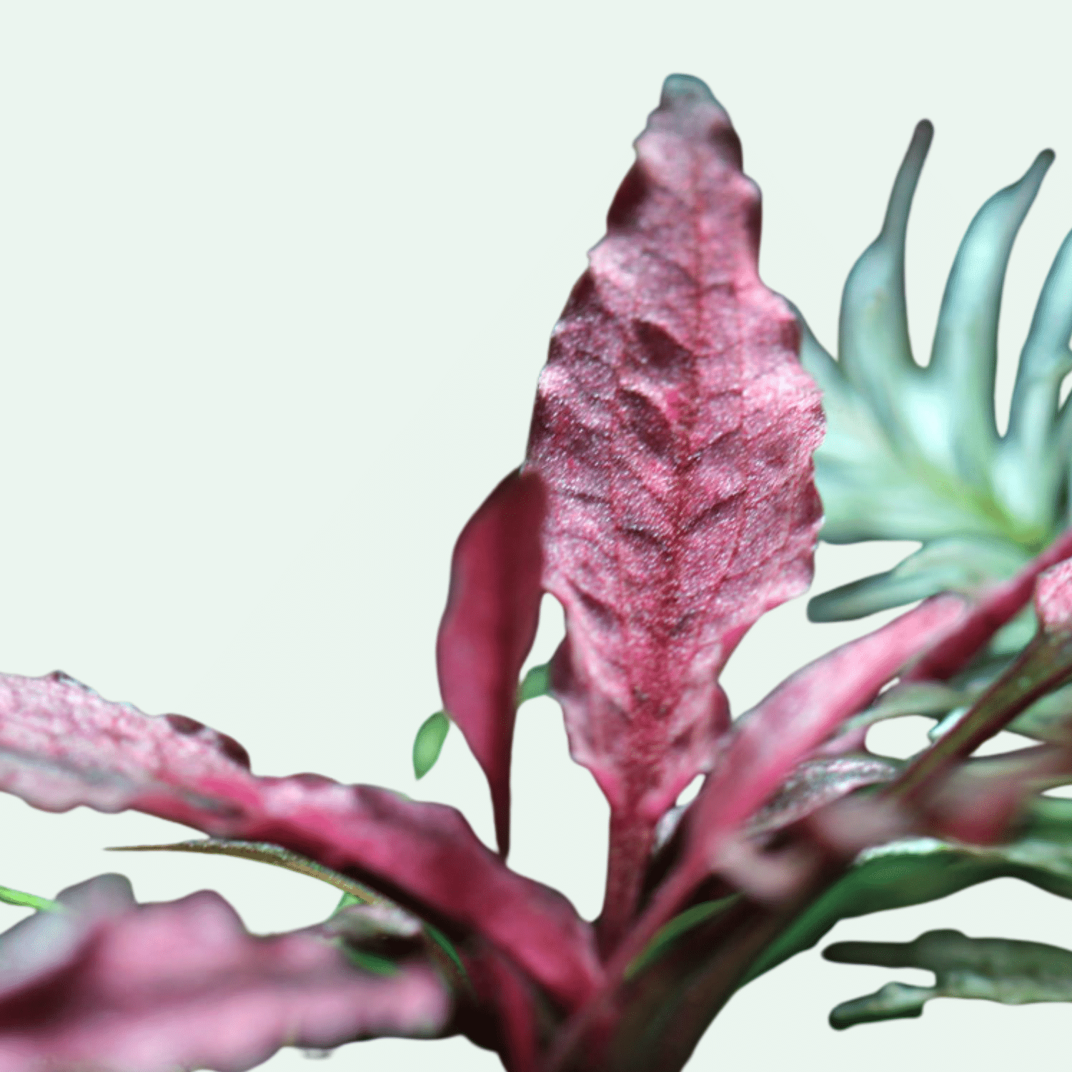 Cryptocoryne ‘Pink Flamingo’ – Etablerad planta