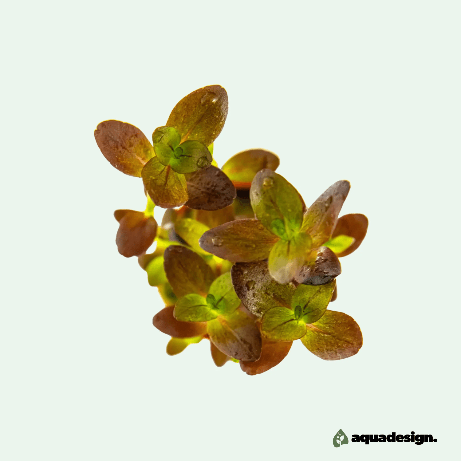 Bacopa Salzmannii ‘Purple’ - Etablerad planta