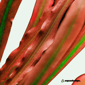 Cryptocoryne spiralis ‘Red’ – Etablerad planta