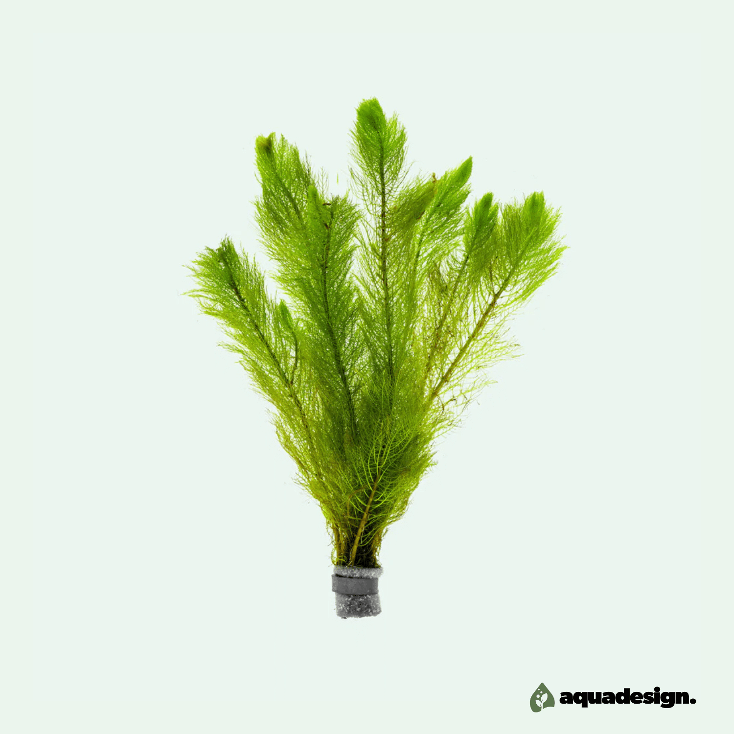 Myriophyllum Mattogrossense - Etablerad planta
