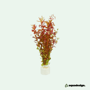 Rotala rotundifolia ‘Blood Red’ – Etablerad planta