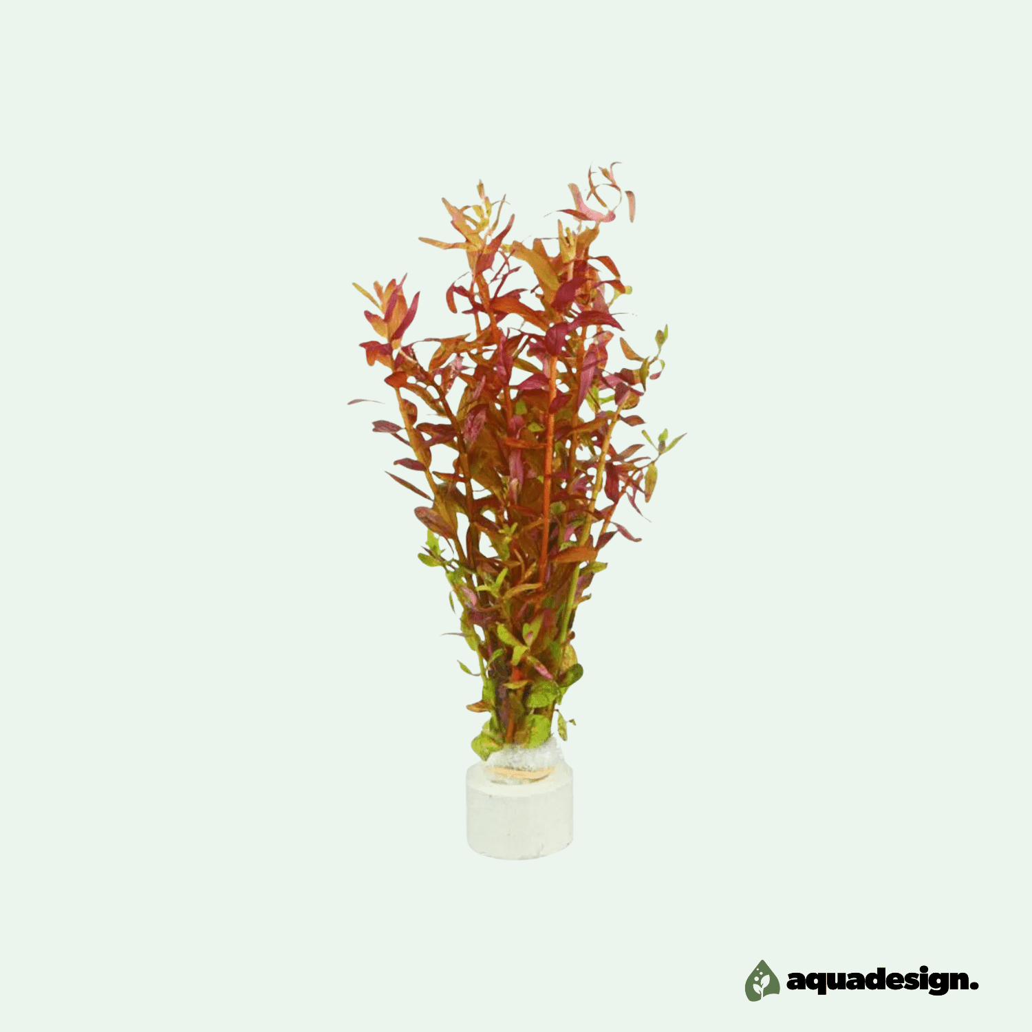 Rotala rotundifolia ‘Blood Red’ – Etablerad planta