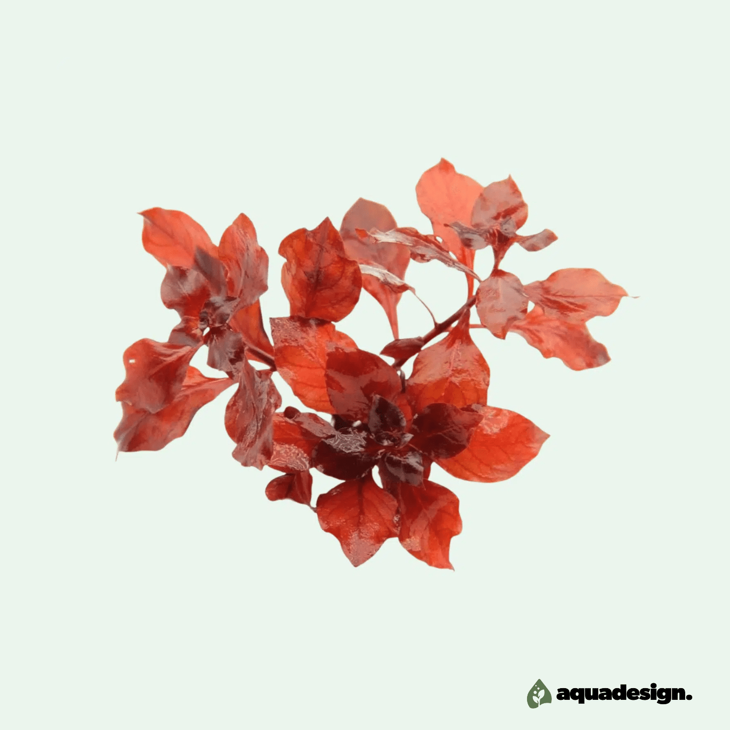 Ludwigia palustris ‘Super Red’ - Etablerad Planta