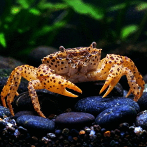 Parathelphusa pantherina – Panterkrabba
