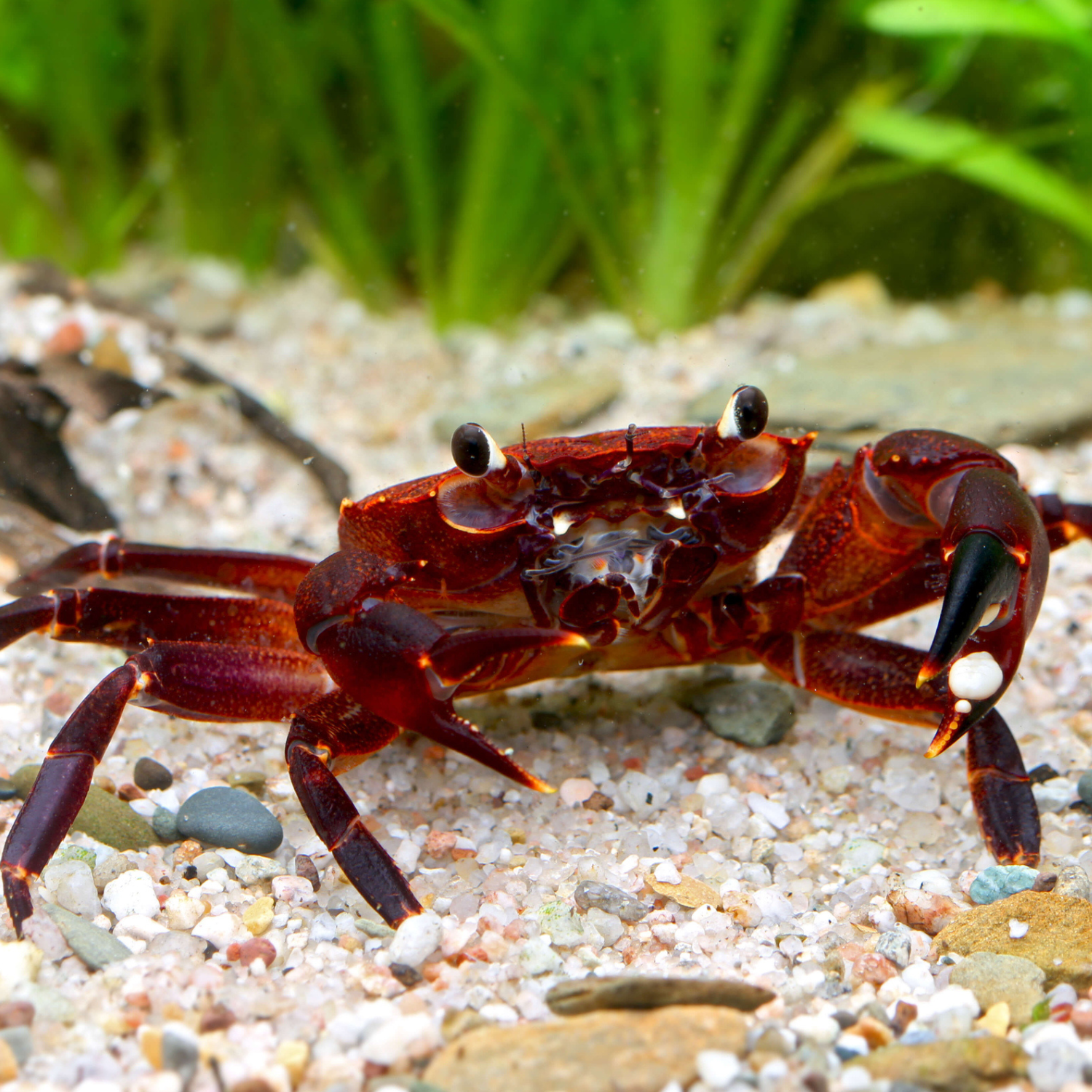 Syntripsa matanensis – Matano Purple Krabba