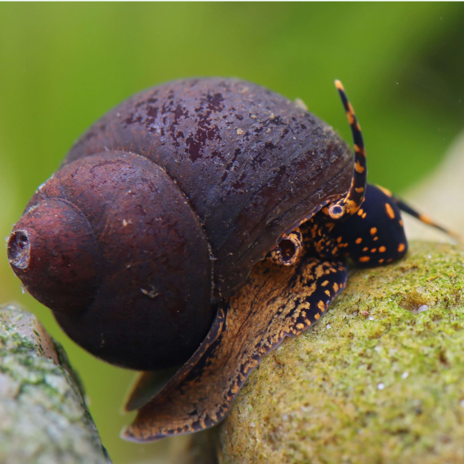 Blåbärssnäcka (Viviparidae sp.)