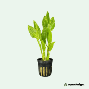Echinodorus 'Marble Queen'