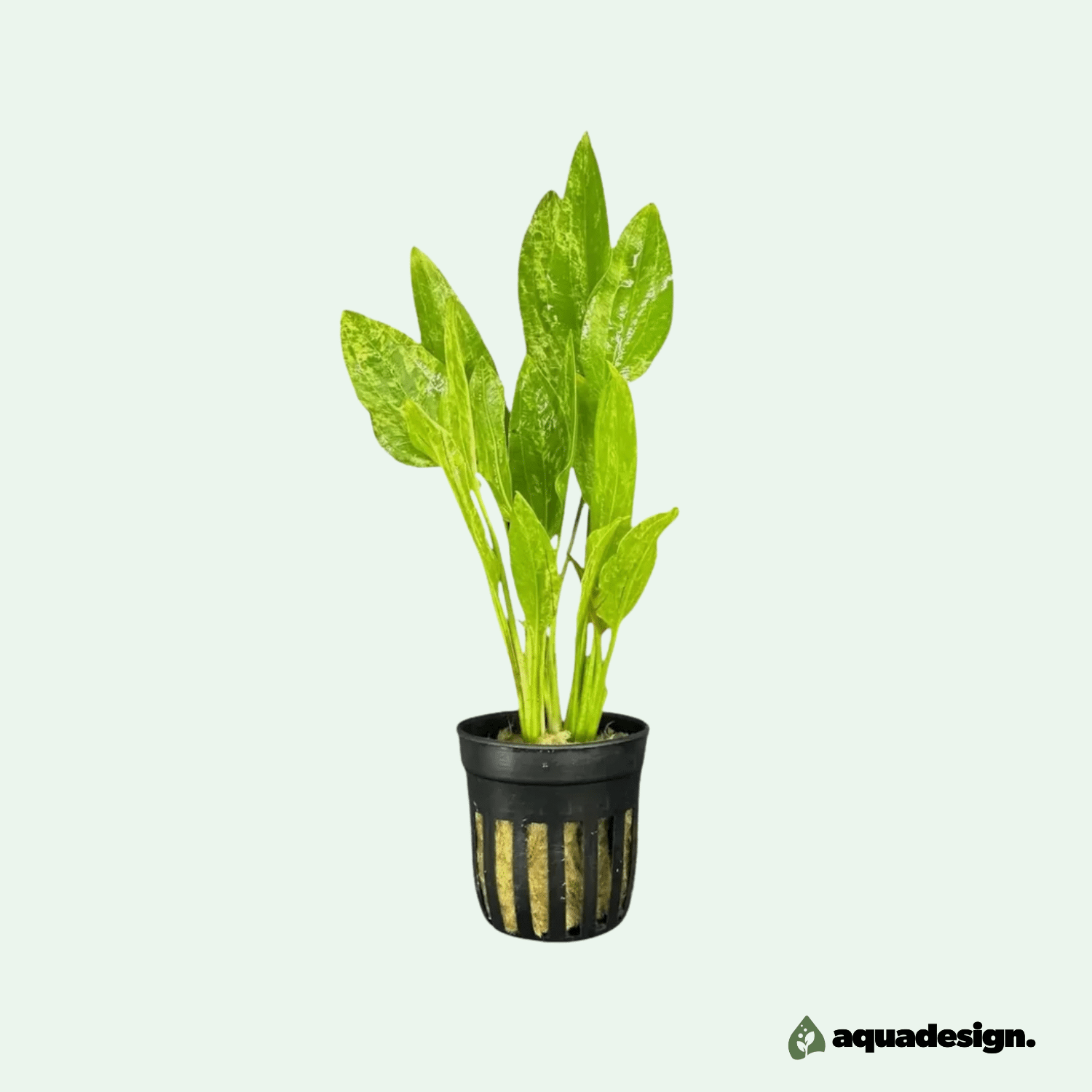 Echinodorus ’Marble Queen’