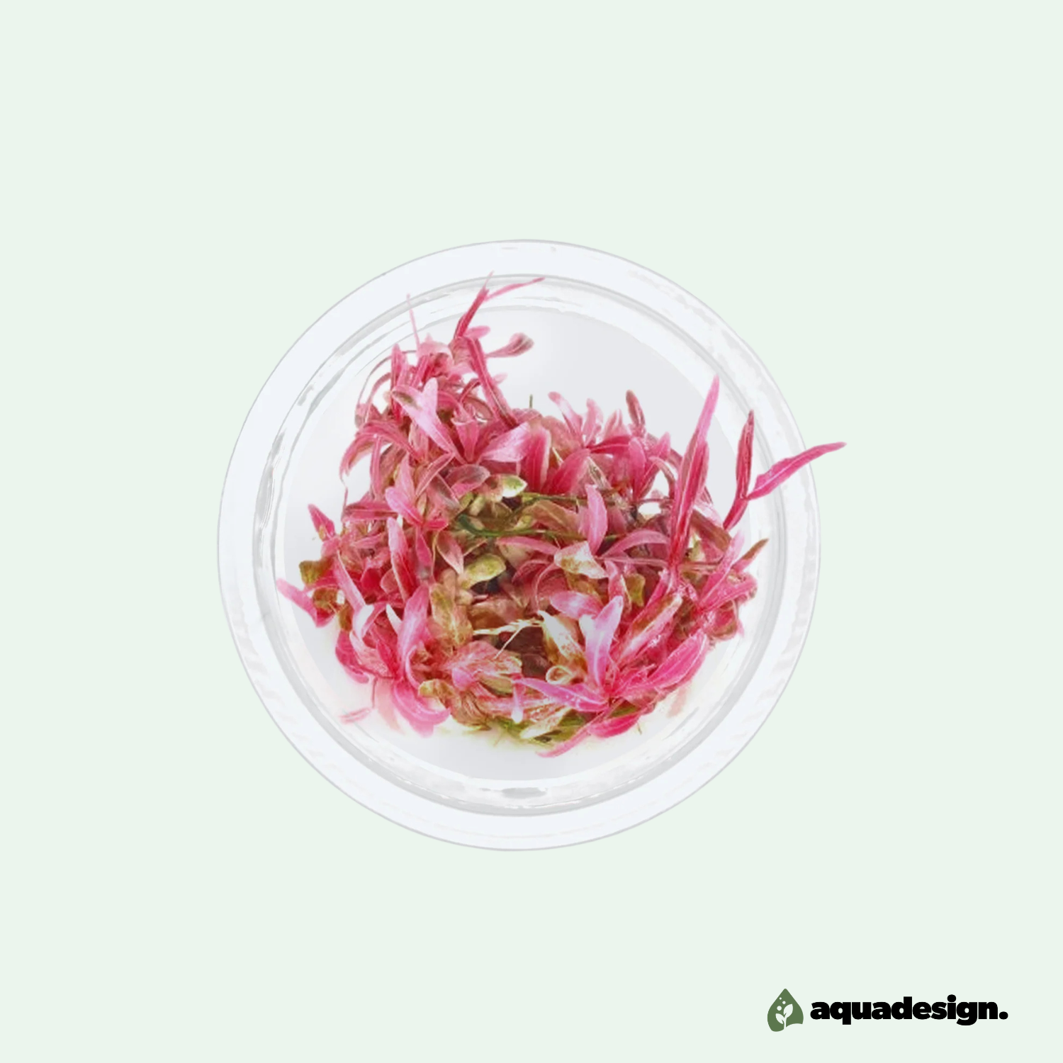 Hygrophila lancea 'Chai' - Kopp