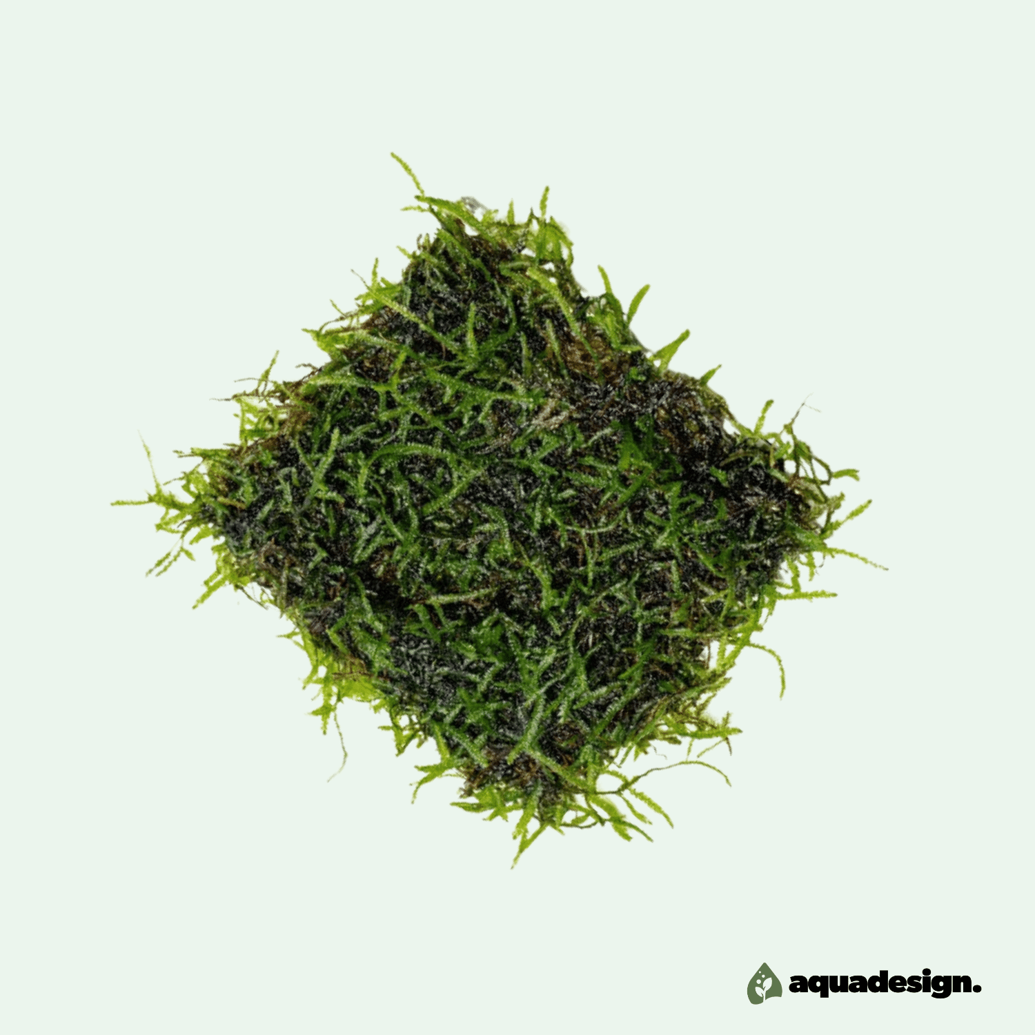 Java Mossa 5x5cm - Odlad hos oss!